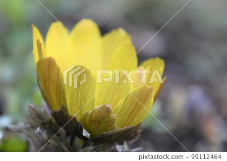 ♪Wow, it's spring♪ ♪Wow, it's spring♪ 99112464