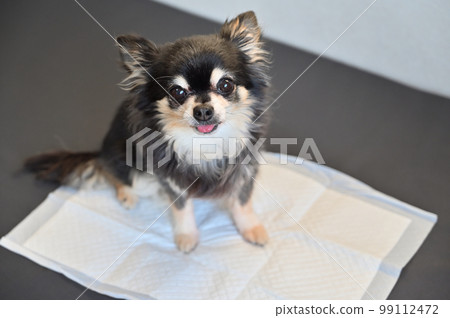 吉娃娃廁所狗廁所床單 99112472