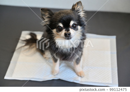 吉娃娃廁所狗廁所床單 吉娃娃廁所狗廁所床單 99112475