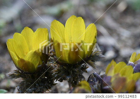 ♪Wow, it's spring♪ 99112483