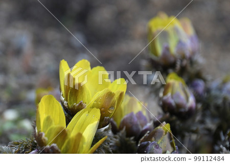 ♪Wow, it's spring♪ ♪Wow, it's spring♪ 99112484