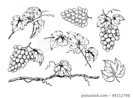 Ink grape set, hand drawn leaf on branches, organic wine. Vegetarian vineyard, sweet alcohol fruits, sketch style leaves, garden plants. Decorative elements. Vector isolated illustration 99112798