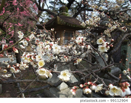 京都北野天滿宮的燈籠和梅花 99112904