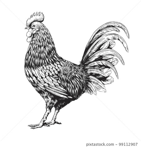 Retro rooster print, engraved style wings animal. Bantam farm livestock, cock poultry etch, black chicken plume, woodcut. Vector illustration hand drawn monochrome image isolated background 99112907