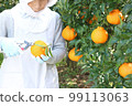 A woman cutting a stem twice in a field of Shiranui (Dekopon) 99113063