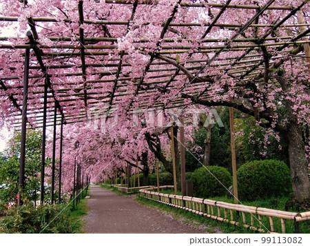 Kyoto Scenery of a half-timbered road with cherry blossoms in full bloom Kyoto Scenery of a half-timbered road with cherry blossoms in full bloom 99113082