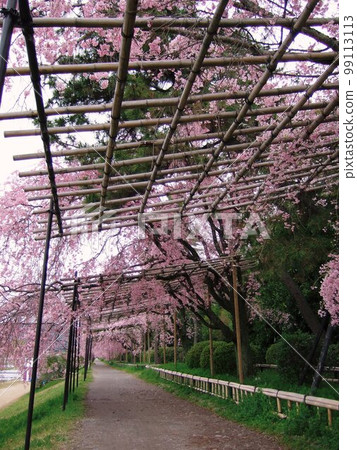 Kyoto Scenery of a half-timbered road with cherry blossoms in full bloom 99113113