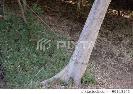 Tokyo/Shinagawa/Green 99113145