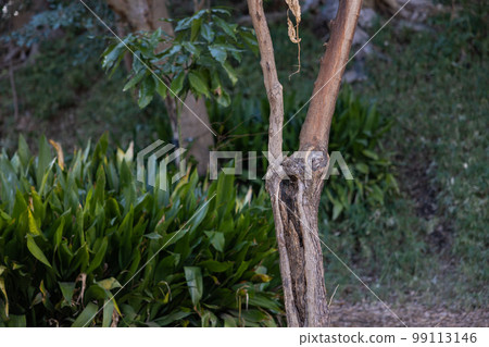 東京/品川/綠色 99113146