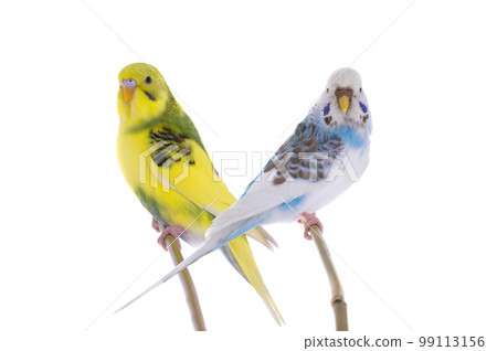 two budgies sitting on a stick is isolated on a white background two budgies sitting on a stick is isolated on a white background 99113156