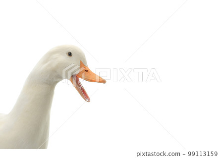 portrait duck on a white background 99113159