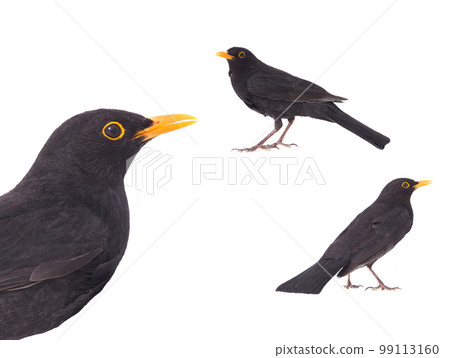 blackbird (Turdus merula) isolated on a white background blackbird (Turdus merula) isolated on a white background 99113160
