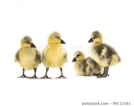 chickens goose on a white background chickens goose on a white background 99113161