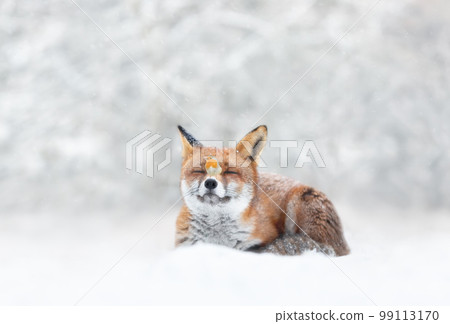 Red fox and robin in the falling snow in winter Red fox and robin in the falling snow in winter 99113170