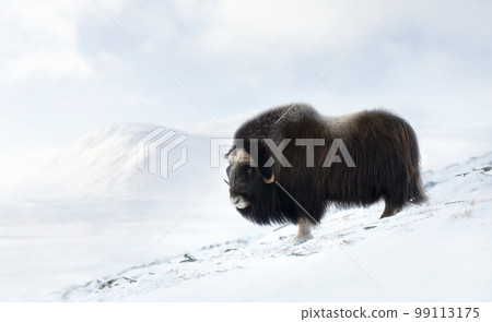 Close up of a Musk Ox in Dovrefjell mountains in winter Close up of a Musk Ox in Dovrefjell mountains in winter 99113175