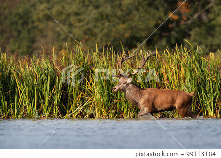 Red deer stag walking in water during rutting season 99113184