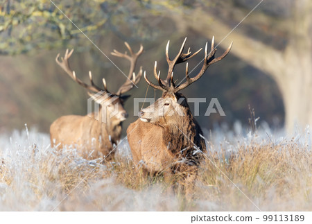 Close up of two Red deer stags on a frosty morning Close up of two Red deer stags on a frosty morning 99113189