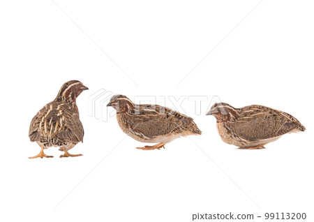 wild quail ( Coturnix coturnix) isolated on a white wild quail ( Coturnix coturnix) isolated on a white 99113200