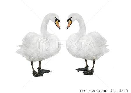 two swan isolated on a white background two swan isolated on a white background 99113205