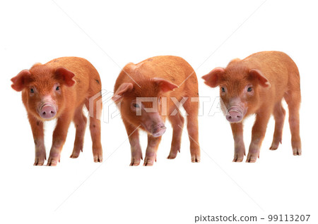 three red pig on a white background three red pig on a white background 99113207