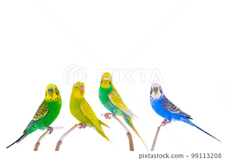 australian budgie sitting on a tree branch isolated australian budgie sitting on a tree branch isolated 99113208
