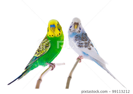 white budgie and green budgie isolated white budgie and green budgie isolated 99113212