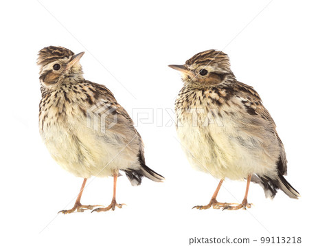Wood Lark Wood Lark 99113218