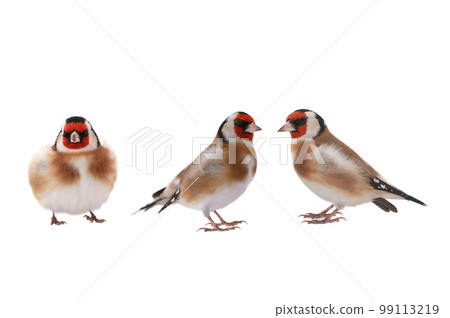 goldfinchs isolated on a white background goldfinchs isolated on a white background 99113219