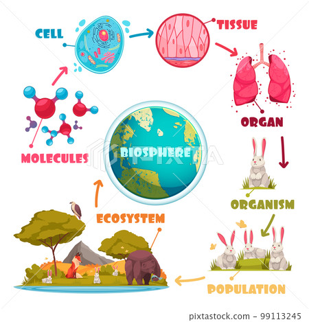Biological Hierarchy Cartoon Set 99113245