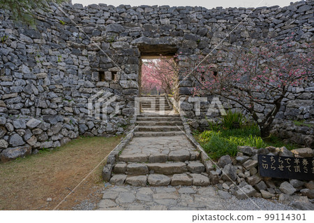 Nakijin Castle Ruins - Kanhizakura - Hikanzakura Nakijin Castle Ruins - Kanhizakura - Hikanzakura 99114301