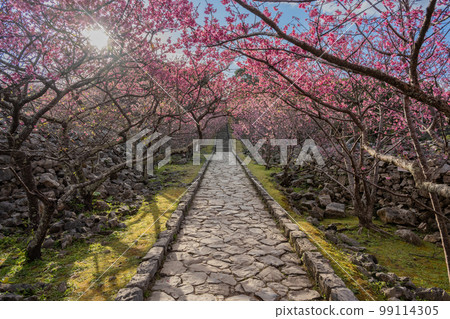今歸仁城跡 - 寒飛櫻 - 飛寒櫻 99114305