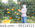 A woman looking at fruits in the Shiranui (Dekopon) field Knee up 99114523