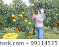 Senior woman picking fruit in the Shiranui (Dekopon) field Knee up 99114525