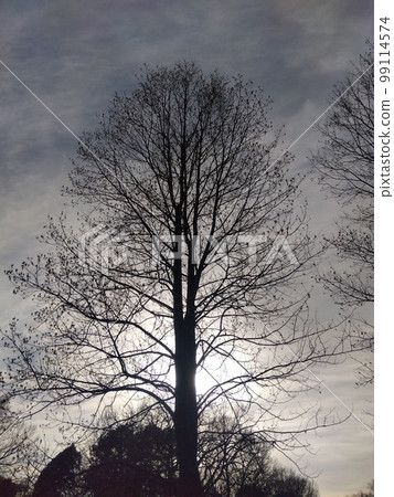 A cold winter evening silhouette of a large tulip tree A cold winter evening silhouette of a large tulip tree 99114574
