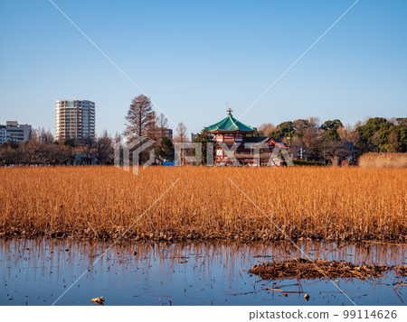Ueno Shinobazu Pond in winter at dusk, February Ueno Shinobazu Pond in winter at dusk, February 99114626