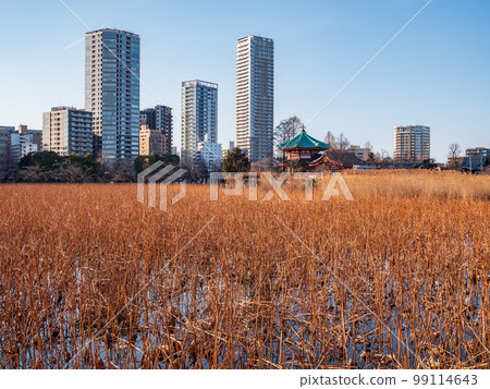 上野不忍池在冬天的黃昏，二月 99114643