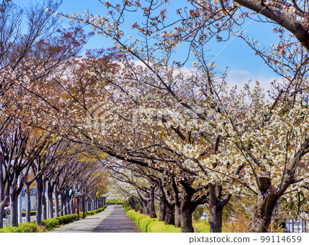 新佐空川水上樂園的一排櫻花樹 新佐空川水上樂園的一排櫻花樹 99114659