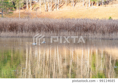 Fuessen, Germany - January 14th 2023: Ducks swimming in a small lake 99114685
