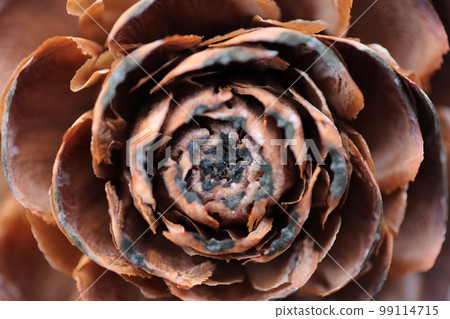 Fern rose close-up 99114715