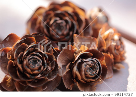 fern rose (pine cone) 99114727