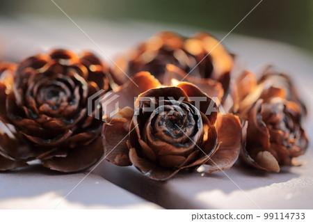 fern rose (pine cone) 99114733
