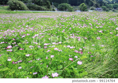 Astragalus field in spring dyed in pink Astragalus field in spring dyed in pink 99114764