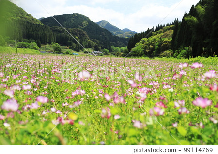 黃芪花盛開山景 黃芪花盛開山景 99114769