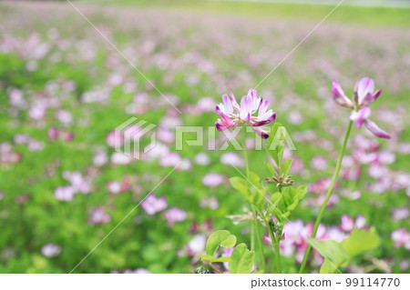 美麗盛開的蓮花 99114770