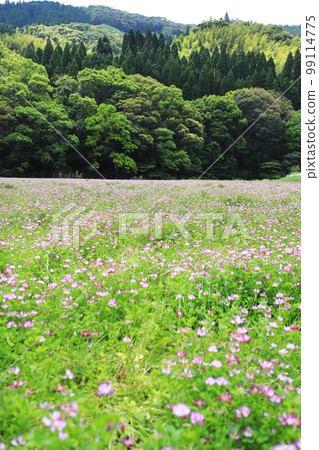 盛開的蓮花之裡 盛開的蓮花之裡 99114775