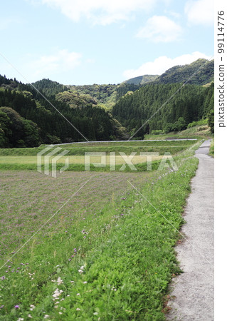 盛開在山的蓮花田風景 盛開在山的蓮花田風景 99114776