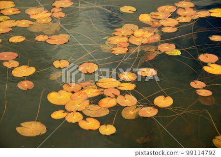 Autumn leaves of Oze 99114792