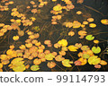Autumn leaves of Oze 99114793