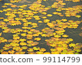Autumn leaves of Oze 99114799