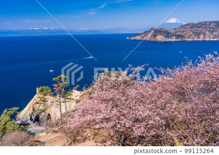 (Shizuoka Prefecture) The coastline of Nishiizu and Mt. Fuji seen from the early blooming cherry blossoms of Koganezaki 99115264